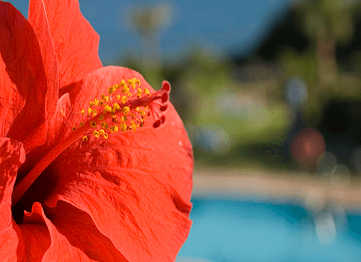flor en urbanización Miraflores